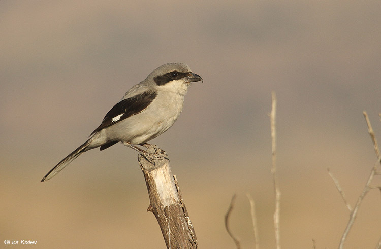  . Southern Grey Shrike ,  Lanius meridionalis  Btecha ,Jordan Valley, Israel  . 10-06-10  Lior Kislev